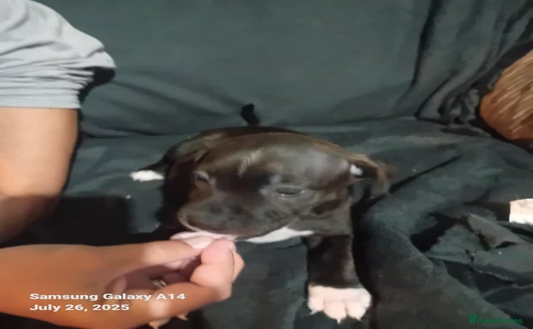 Staffordshire Bull Terrier dogs - Advert 6