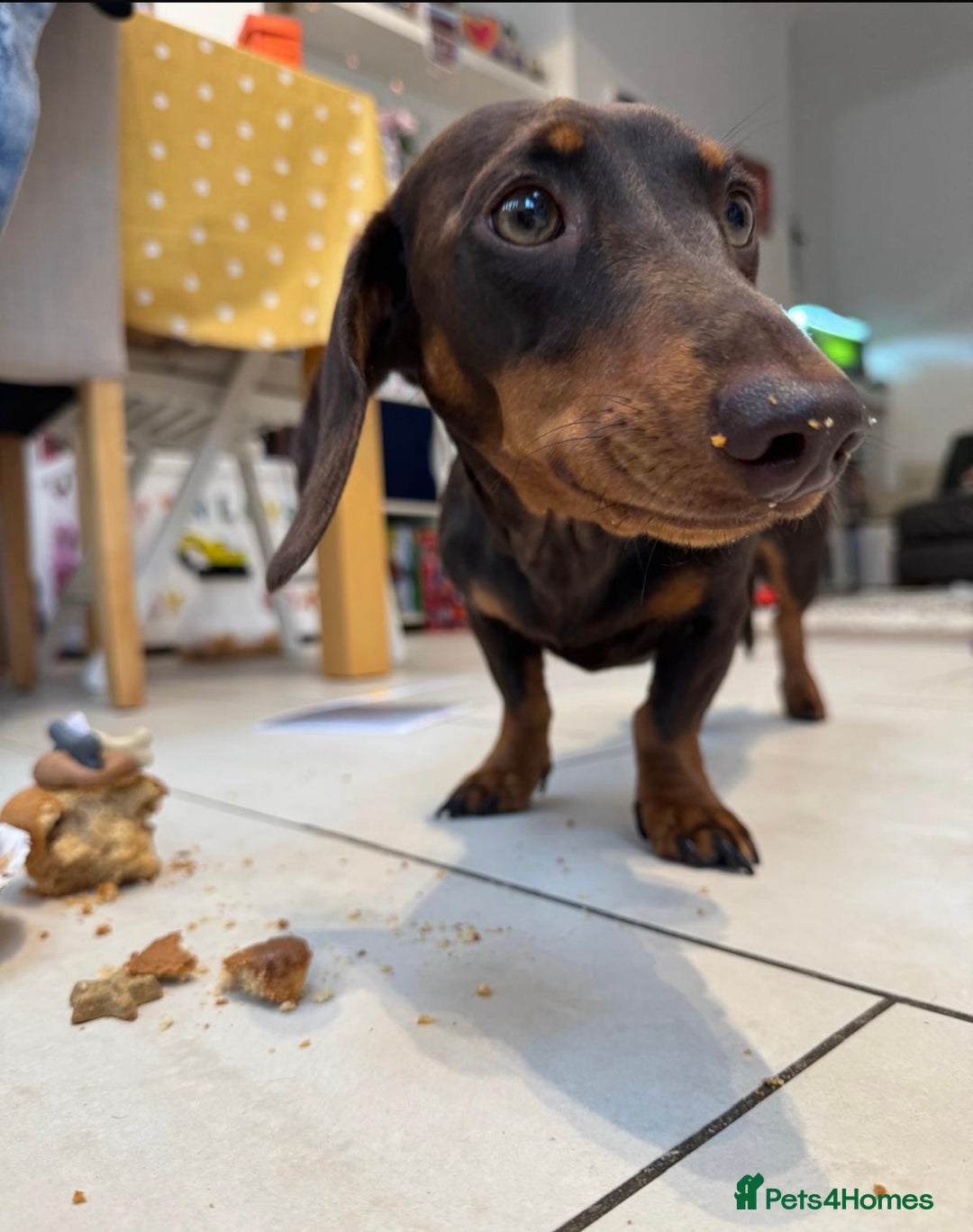 Miniature Dachshund dogs for sale: BEAUTIFUL PRA CLEAR & KC REG MINIS - Advert 9