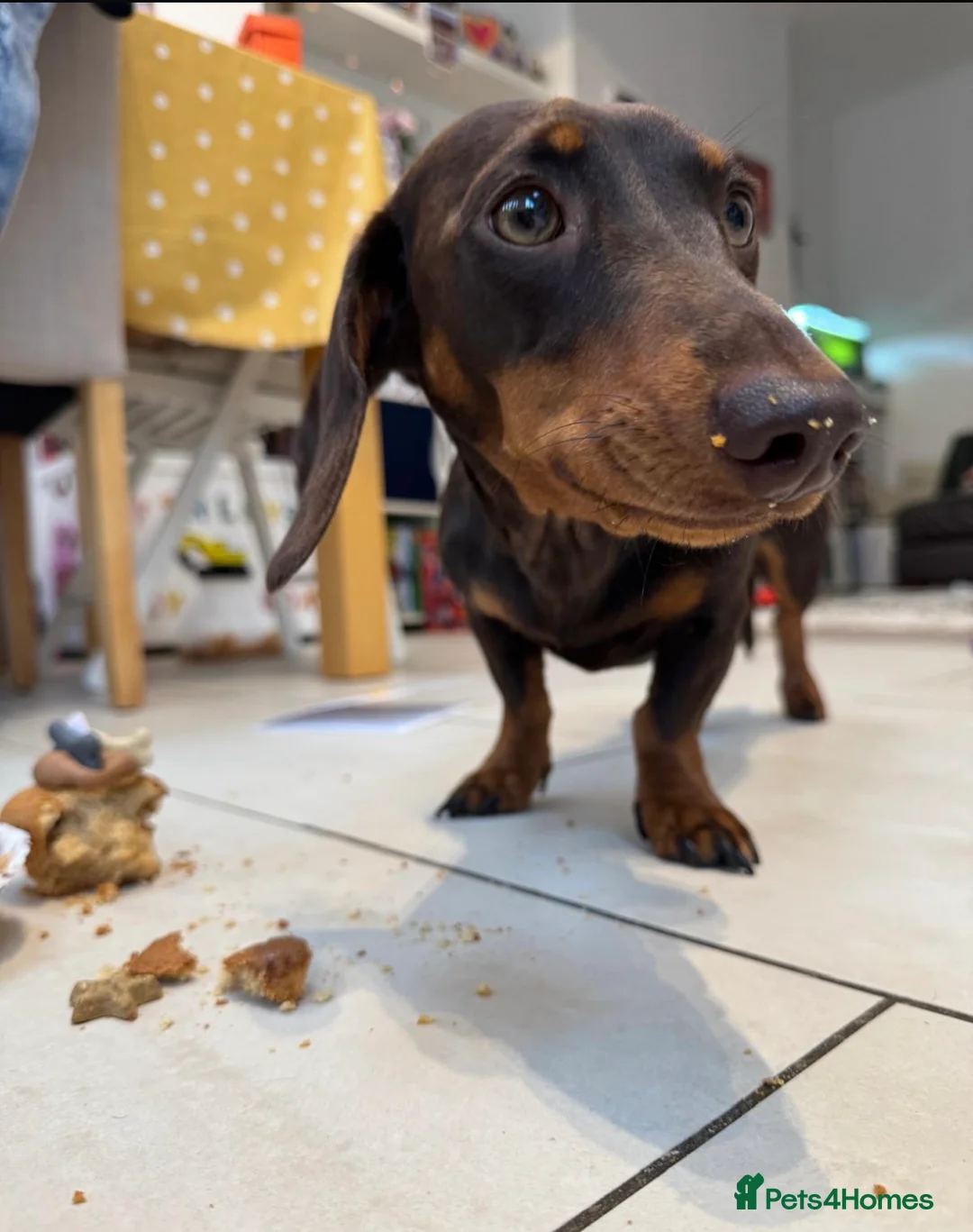 Miniature Dachshund dogs for sale: BEAUTIFUL PRA CLEAR & KC REG MINIS - Advert 13