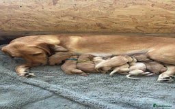 Springador dogs for sale: Labrador puppies (red/copper). Health checked.  - Image 12