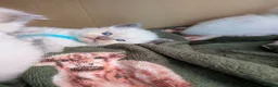 Ragdoll cats for sale: Beautiful ragdoll kittens 2 boys 1 girl  - Advert 5