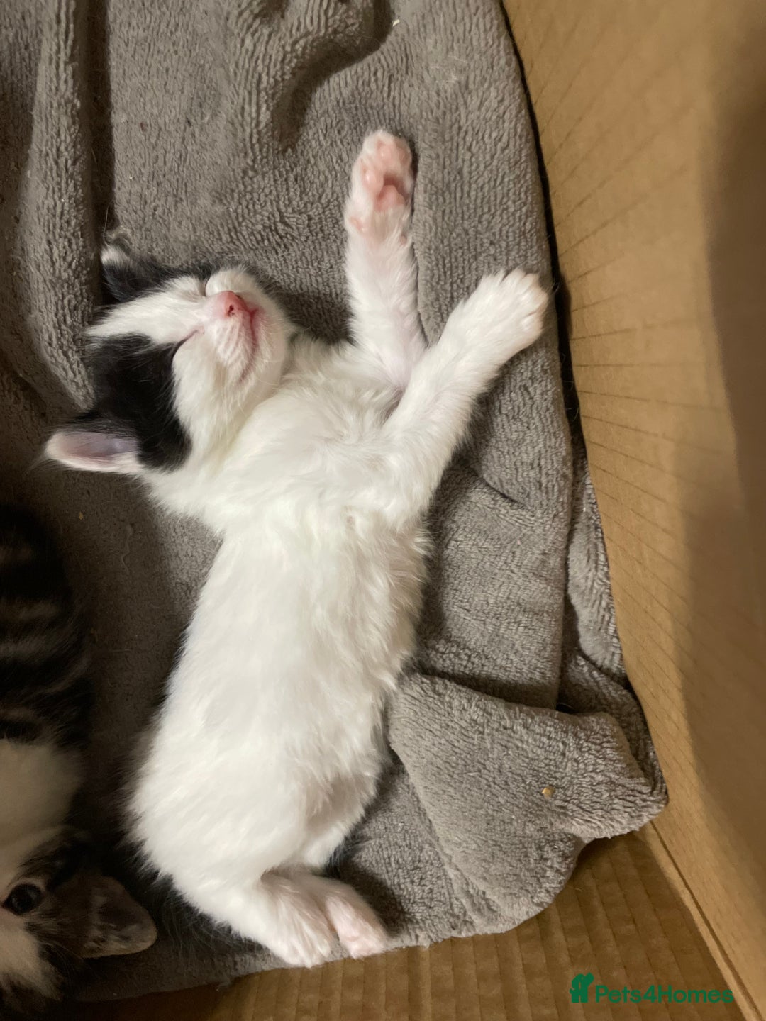 Mixed Breed cats for sale: Beautiful female kittens - Advert 5