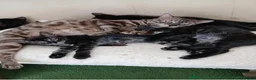 Mixed Breed cats for sale: Beautiful charcoal bengals  - Advert 1