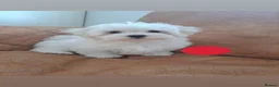 Maltese dogs for sale: 🐾❤️Beautiful Boys For Sale❤️🐾 - Advert 6