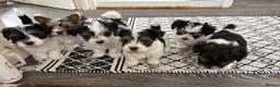 Yorkshire Terrier dogs for sale: Beautiful Yorkshire Terrier  - Advert 2
