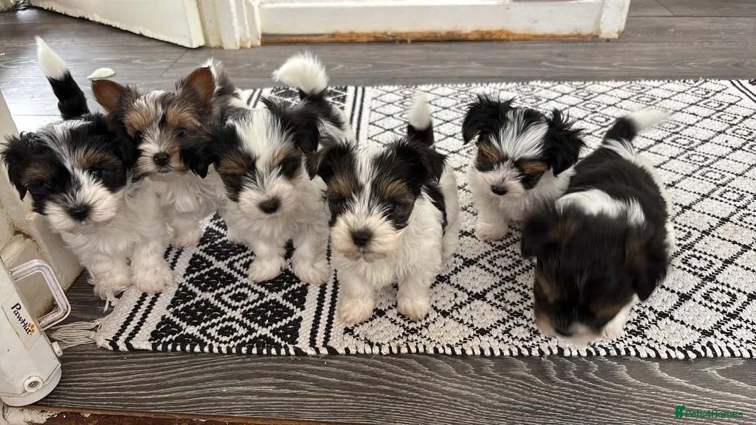 Yorkshire Terrier dogs for sale: Beautiful Yorkshire Terrier  - Advert 2