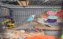 Budgerigars birds for sale: 2 budgies for sale with full set up. - Image 4