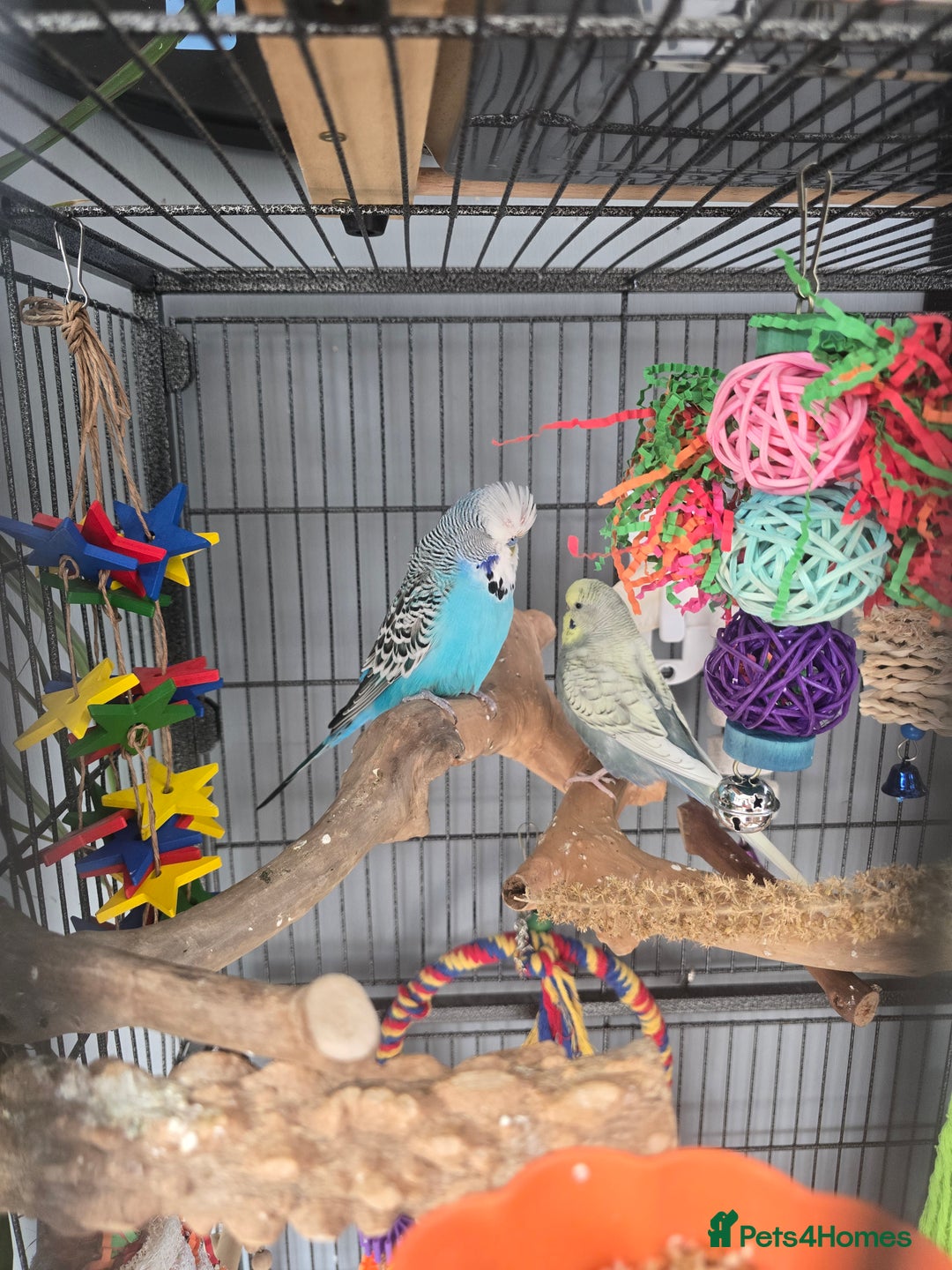 Budgerigars birds for sale: 2 budgies for sale with full set up. - Image 4