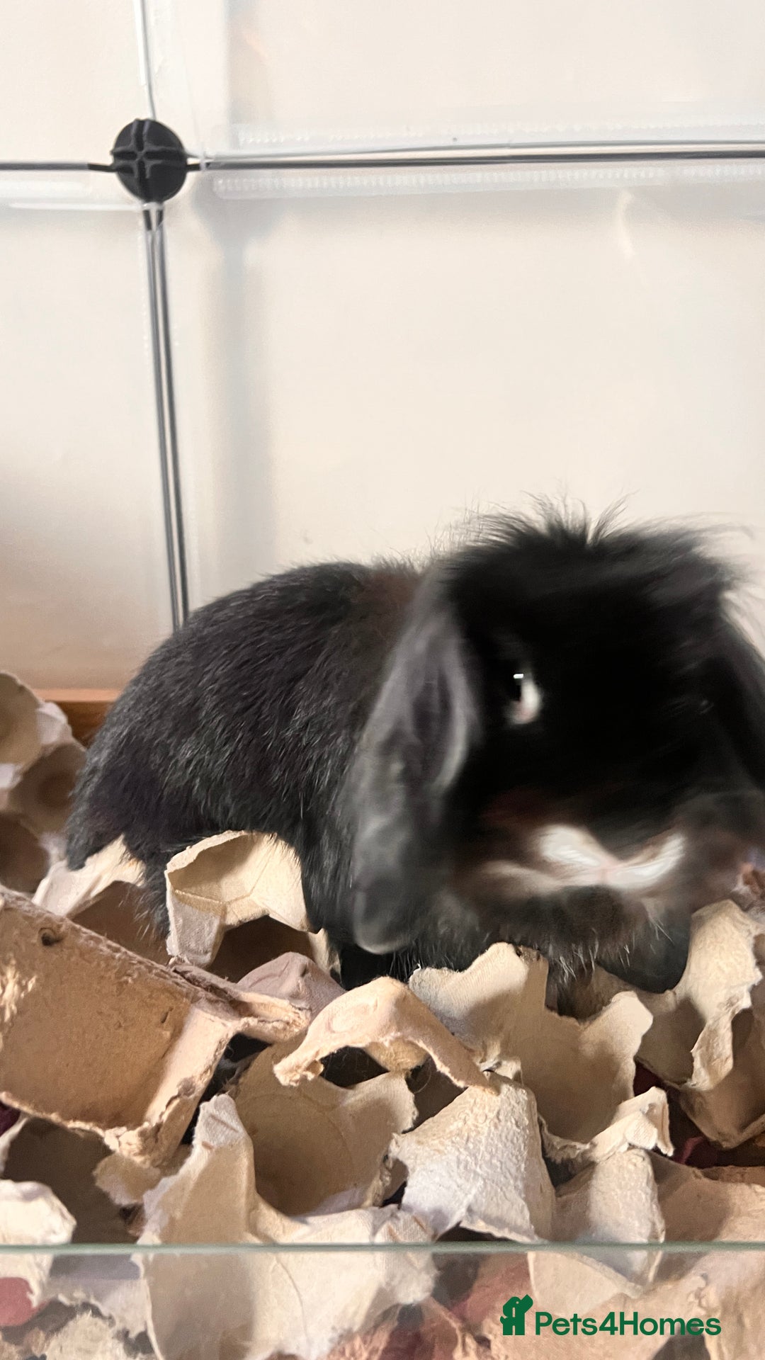 Mini Lion Lop rabbits for sale: 1 Year Old Neutered Male Mini Lionhead Rabbit  - Image 2