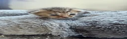 Mixed Breed cats for sale: Beautiful tabby kittens - Advert 4