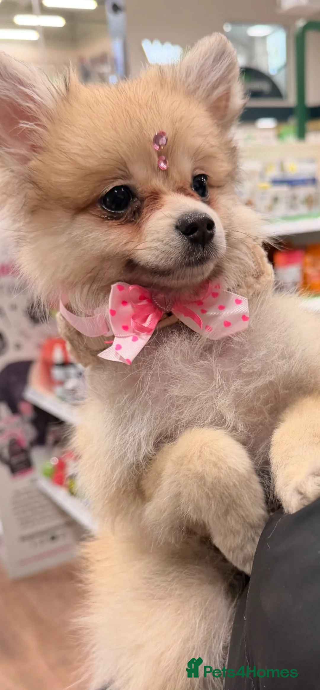 Pomeranian dogs for sale: pomeranian puppy for sale  - Advert 2