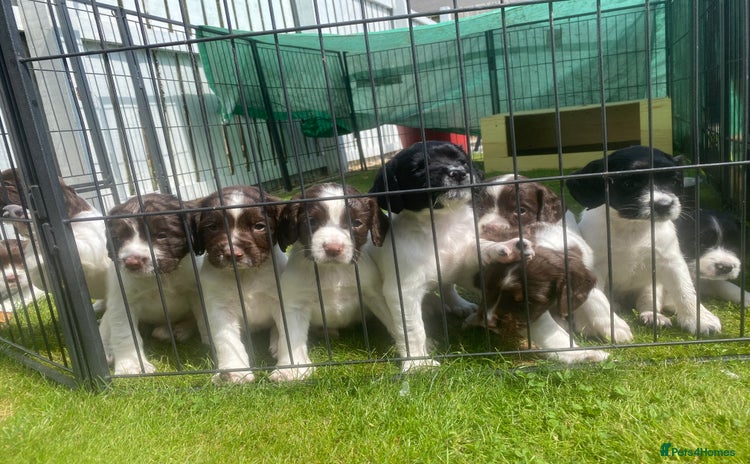 English Springer Spaniel dogs - Advert 11
