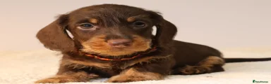 Miniature Dachshund Puppy 1