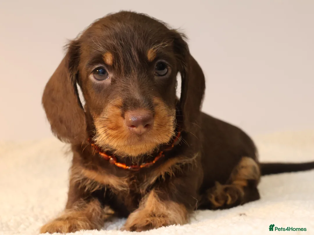 Miniature Dachshund dogs for sale: Choco+Wirehaired+5*Licensed+Kc+Praclear+Vetchecked - Advert 36