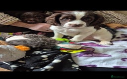 Sprocker dogs for sale: Sprockers willing to sell seperatly - Image 3