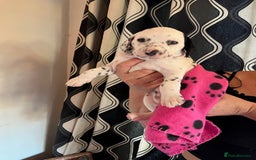 Dalmatian dogs for sale: Dalmation Puppies For Sale - Advert 13