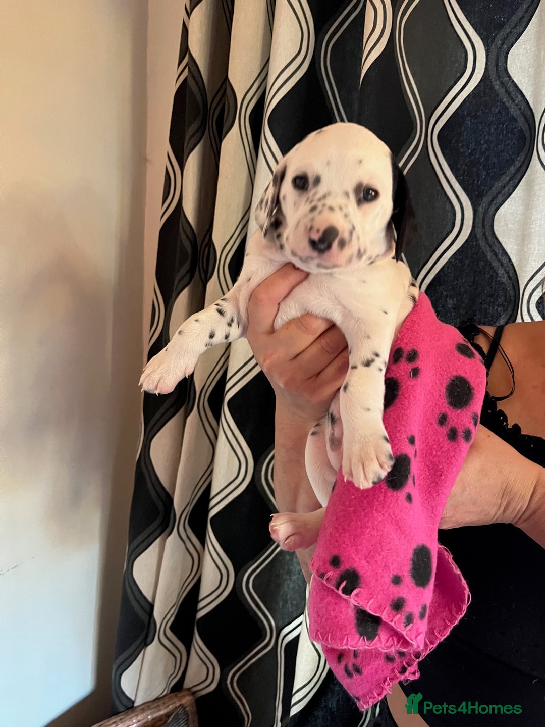 Dalmatian dogs for sale: Dalmation Puppies For Sale - Advert 13