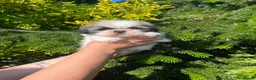 Shih Tzu dogs for sale: Shi Tzu. Lovley Boy.   SOLD NOW - Advert 3