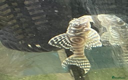 Plecos fish for sale: L333 Gurupa Rare! 9 adults.  - Image 1