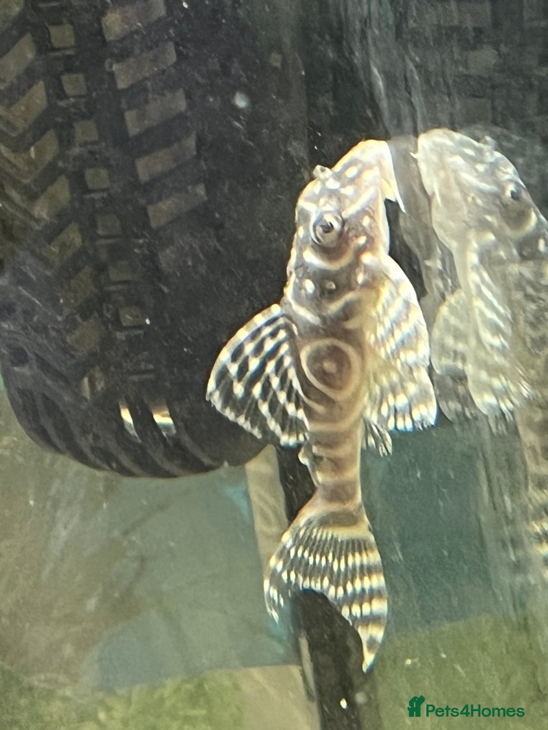 Plecos fish for sale: L333 Gurupa Rare! 9 adults.  - Image 1