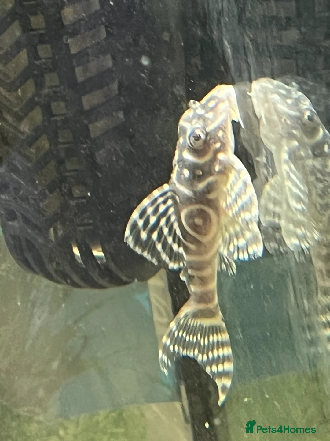 Plecos fish for sale: L333 Gurupa Rare! 9 adults. Pairs also available.  - Advert 1