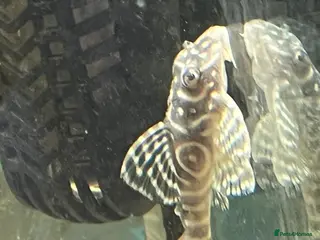 Plecos fish L333 Gurupa Rare! 9 adults. Pairs also available. - Advert 8