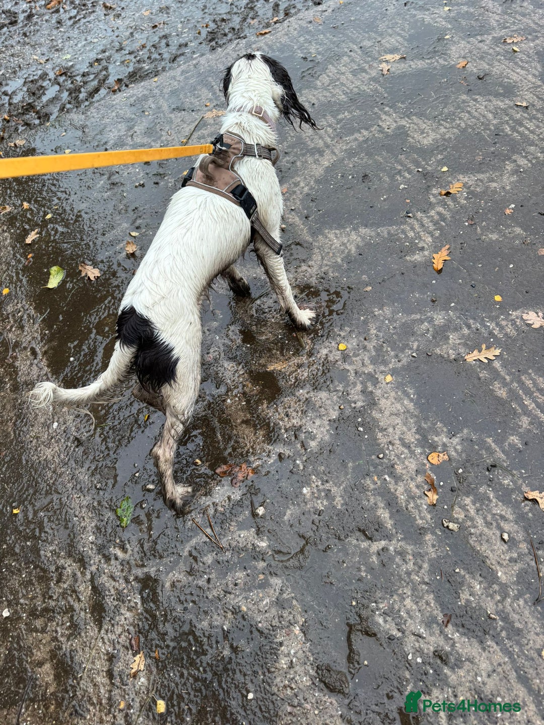 Sprocker dogs for adoption: 💖🐶 NOVA 🐶💖 - Advert 9