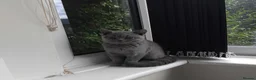 British Shorthair cats for sale: British shorthair blue  - Advert 3