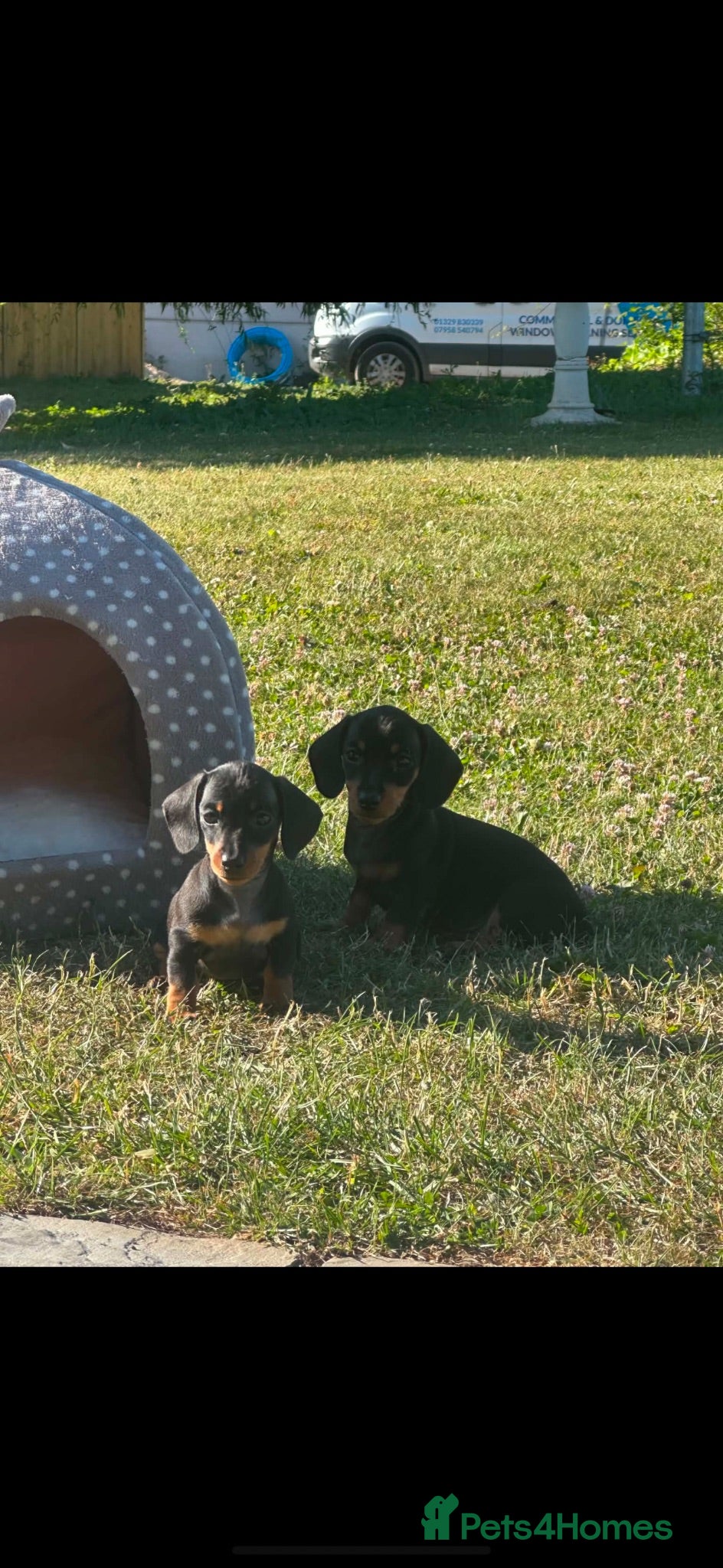 Miniature Dachshund dogs Kennel club registered mini dachshund puppies  - Advert 1