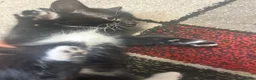 Mixed Breed cats for sale: Male Kittens Ready for Loving Homes  - Advert 9