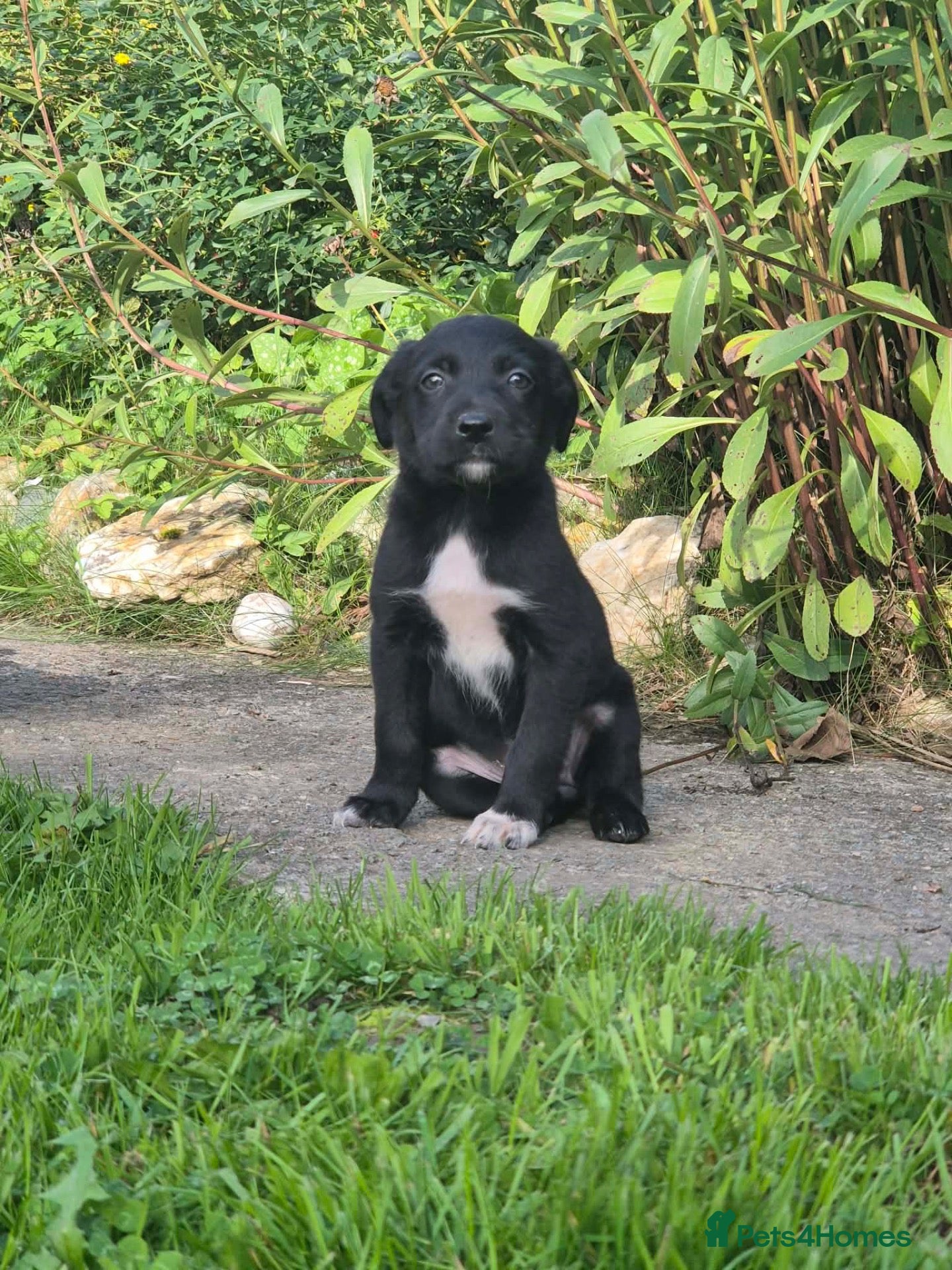 Borador dogs Gorgeous Borador Pups Looking For Forever Home - Advert 17