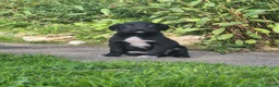 Borador dogs for sale: Gorgeous Borador Pups Looking For Forever Home - Advert 1