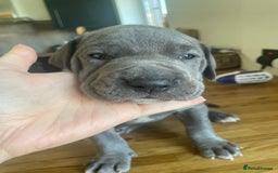 Great Dane dogs for sale: KC registered Great Danes  blues & black - Image 17