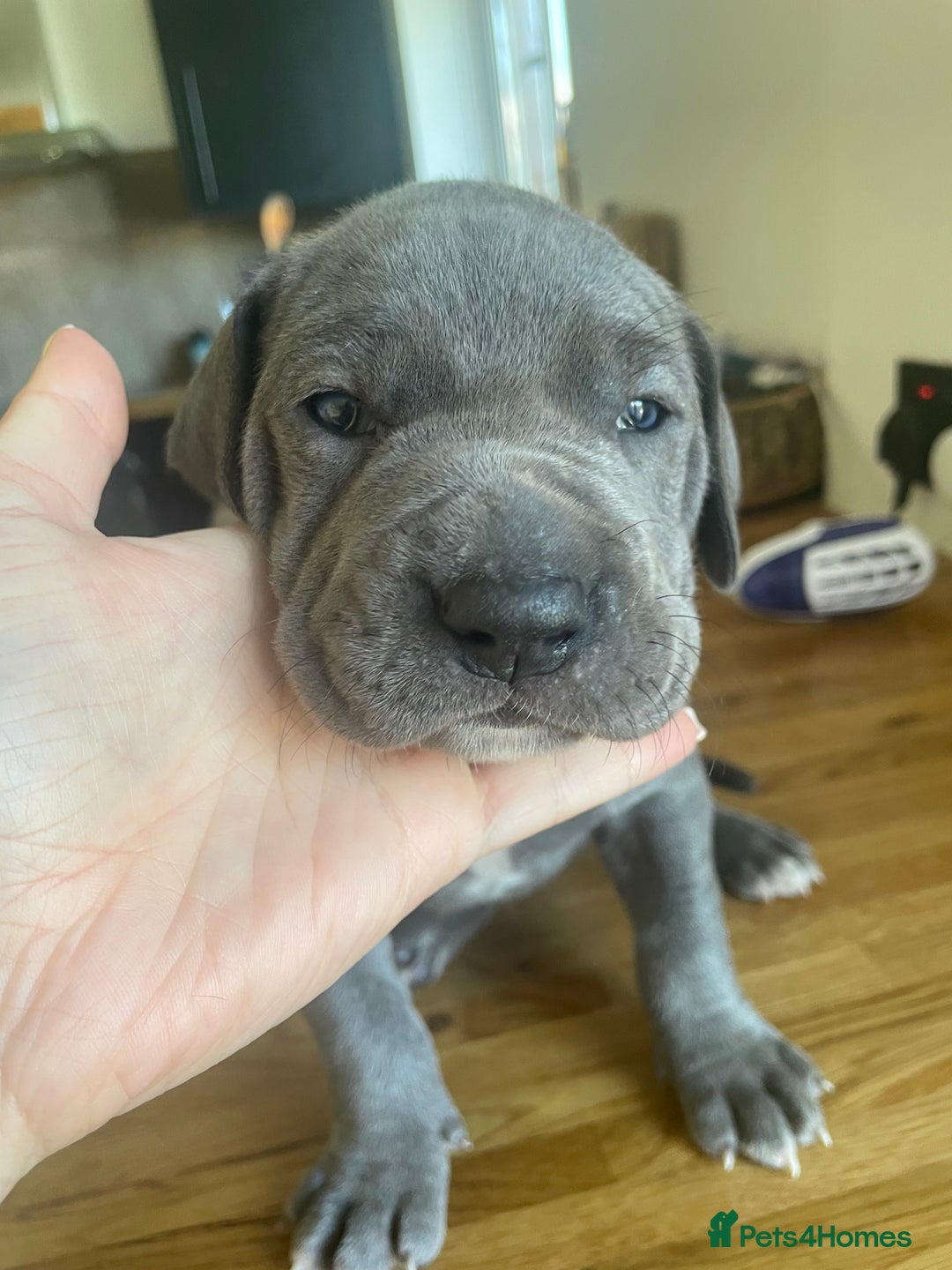 Great Dane dogs for sale: KC registered Great Danes  blues & black - Image 17