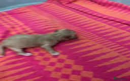 Cavapoo dogs for sale: Beautiful Cavapoo puppies  - Image 3