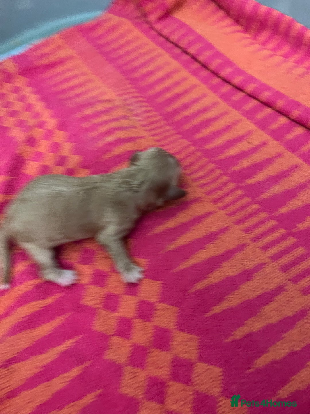 Cavapoo dogs for sale: Beautiful Cavapoo puppies  - Image 3
