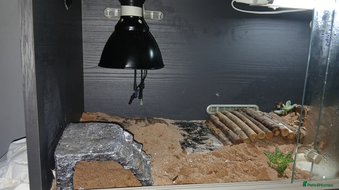 Leopard Gecko reptiles for sale: Leopard gecko - Advert 2