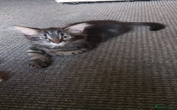 Mixed Breed cats for sale: Norwegian forest/black Bengal  - Image 12