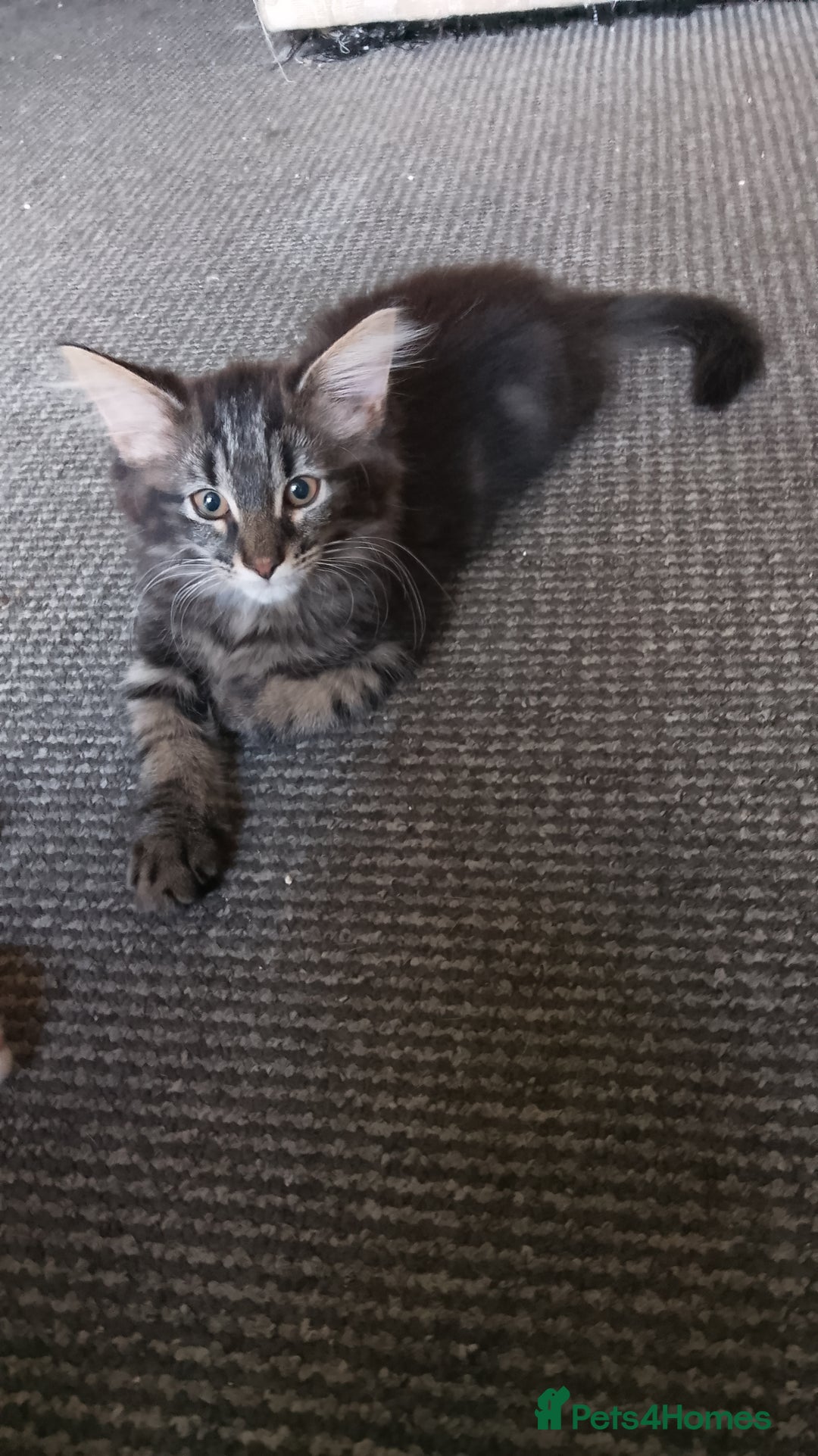 Mixed Breed cats for sale: Norwegian forest/black Bengal  - Image 12