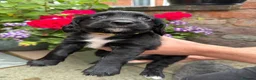 Cocker Spaniel dogs for sale: KC Registered Cocker Spaniel Puppies - Advert 7