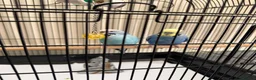 Budgerigars birds for sale: 2 budgie young birds in Hayes - Advert 5