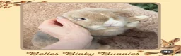 Mini Lop rabbits for sale: 🌷Juniper 🌷 Friendly, Affectionate, Loving Boy 🌷 - Advert 6