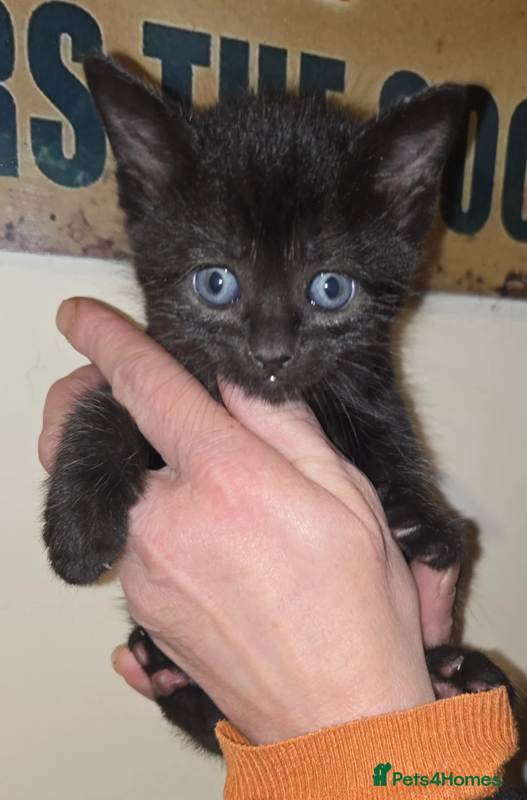 Mixed Breed cats for sale: Gorgeous black kittens house reared. - Advert 1
