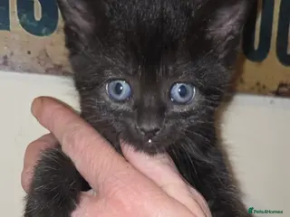 Mixed Breed cats Gorgeous black kittens house reared. - Advert 1