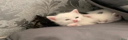 British Shorthair cats for sale: 3 beautiful kittens - Advert 2