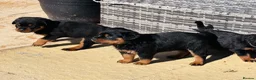 Rottweiler dogs for sale: ELITE KC REGISTERED GERMAN ROTTWEILER PUPPIES  - Advert 22