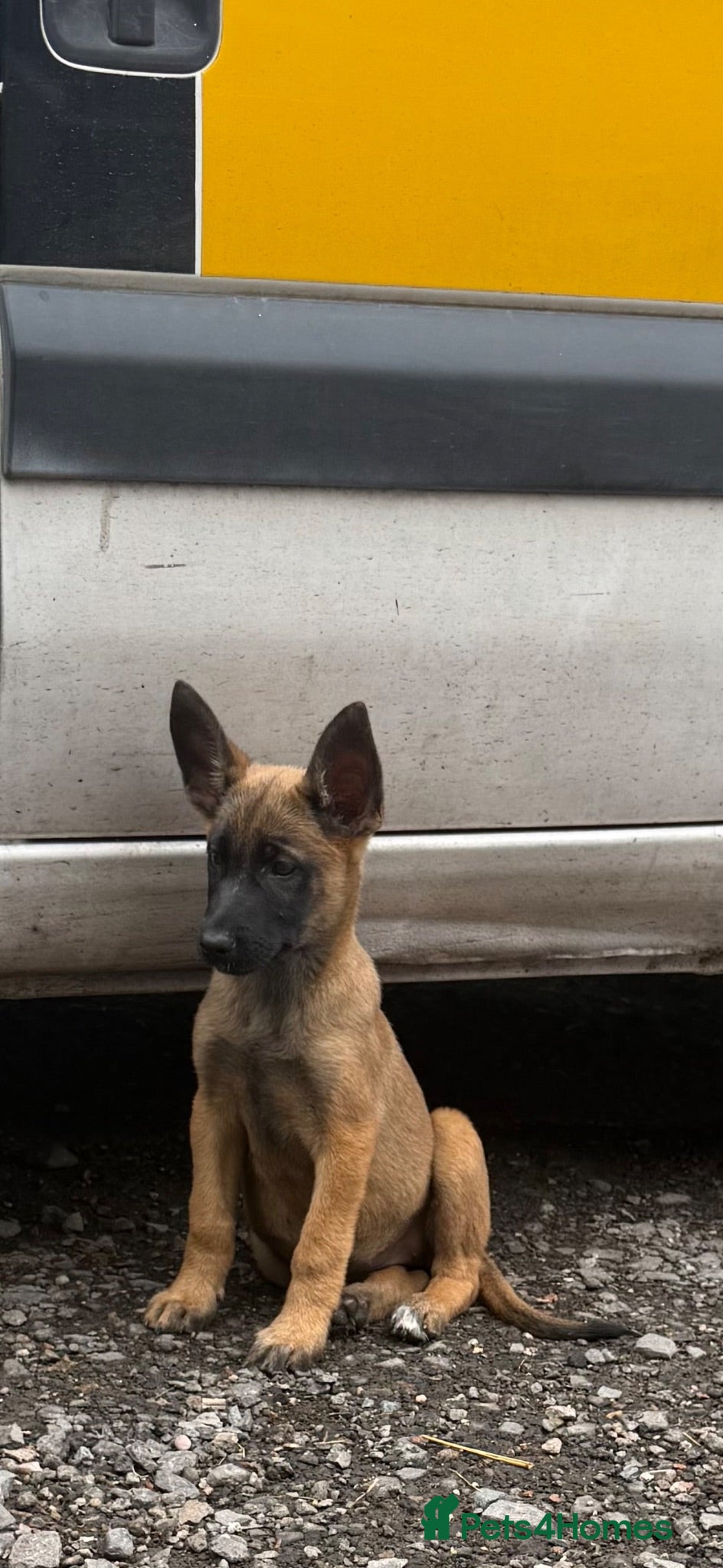 Belgian Shepherd Dog dogs Belgium Mali pups - Advert 1