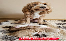Australian Labradoodle dogs for sale: STUNNING FULLY HEALTH TESTED PUPPIES 🌟🐾 - Image 22