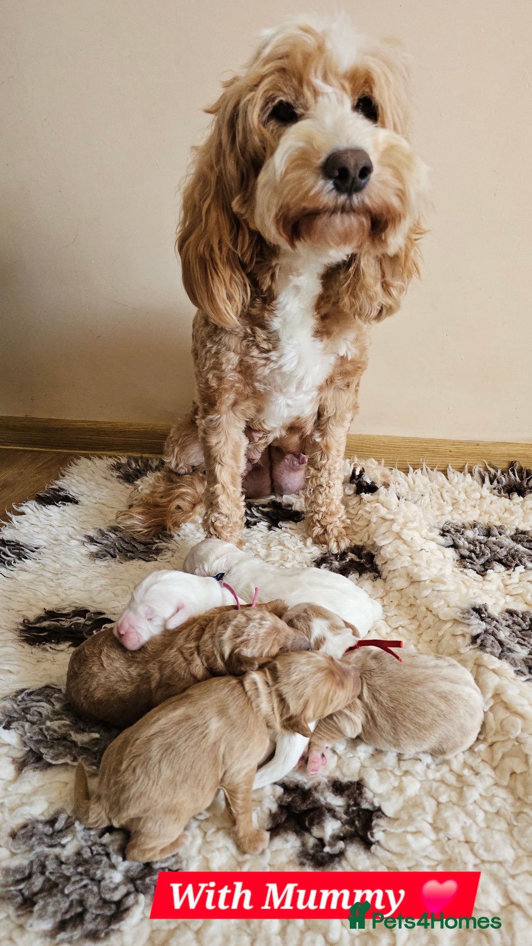 Australian Labradoodle dogs for sale: STUNNING FULLY HEALTH TESTED PUPPIES 🌟🐾 - Image 22