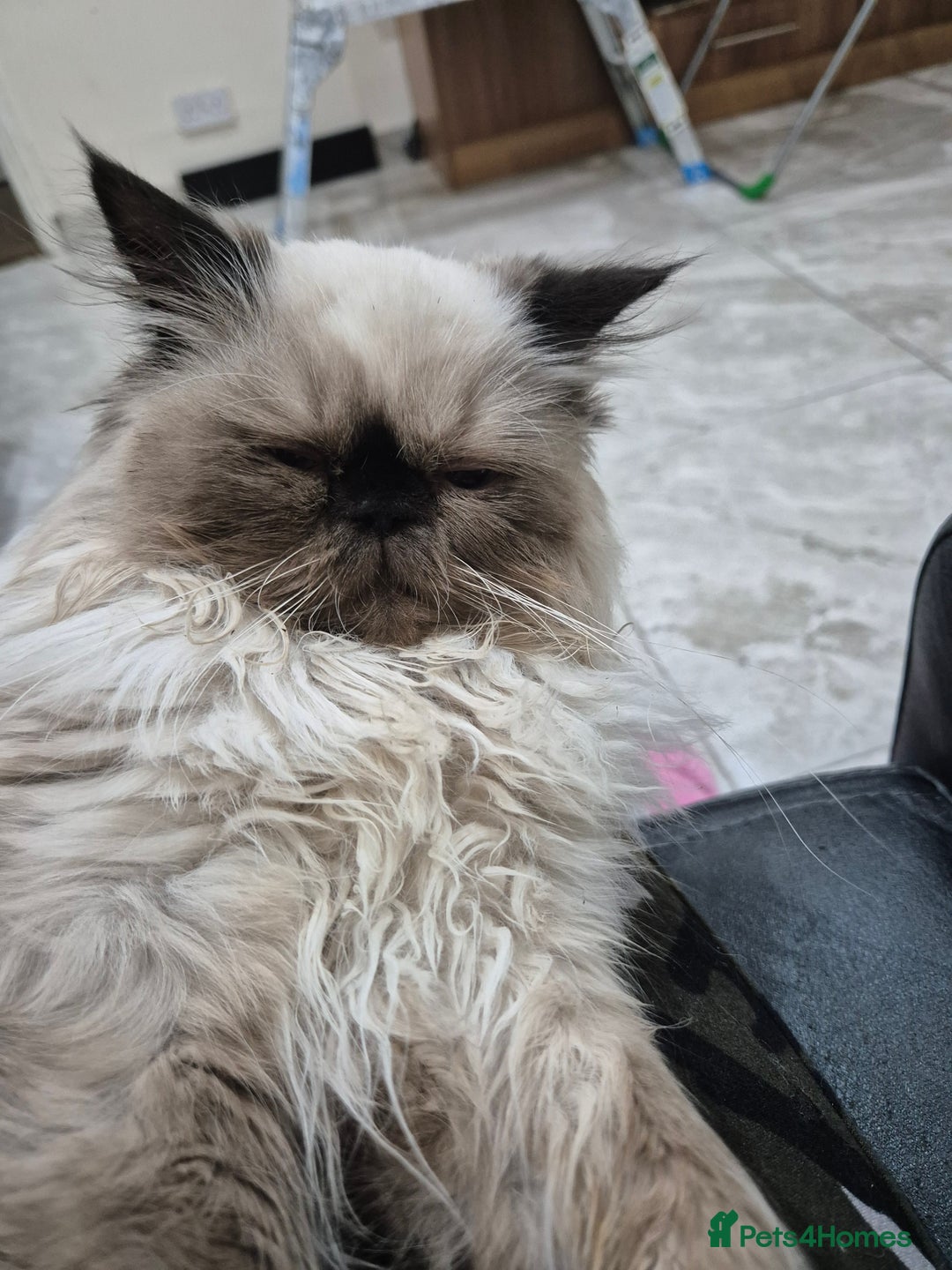 Tibetan cats for sale:  2 males  - Advert 2